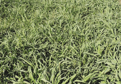 Photo shows Pearl millet cover crop (a summer annual).